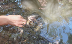 Vodní želvy