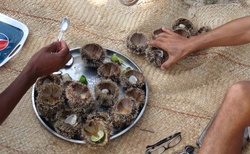 Ifaty - Villa Maroloko - mořští ježci po konzumaci