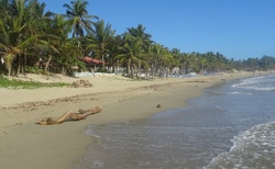 pláž a palmy a Karibik