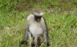 Zanzibar národní park Jozani plný opic