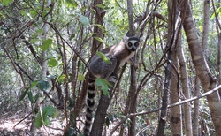 NP Isalo - Lemur kata
