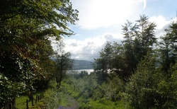 Loch Lomond - okolní lesy