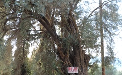 Olivovník na prodej