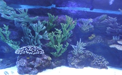 Antalya - Aquarium