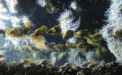 Rhodos - Aquarium
