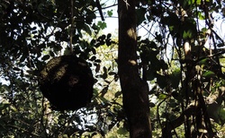 Národní park Analamazaotra - rezervace Voi - vosí hnízdo